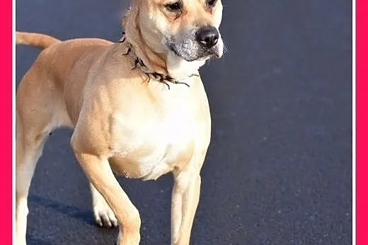 ASTA-amstaff mix,łagodna,towarzyska suczka do adop