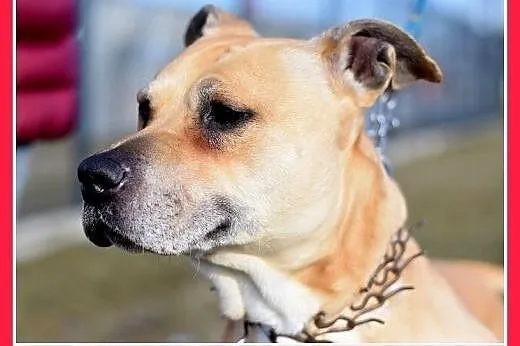 ASTA-amstaff mix,łagodna,towarzyska suczka do adop