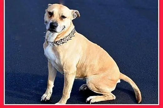 ASTA-amstaff mix,łagodna,towarzyska suczka do adop