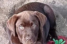 Szczenięta Labrador Retriever, czekoladowe, biszkoptowy