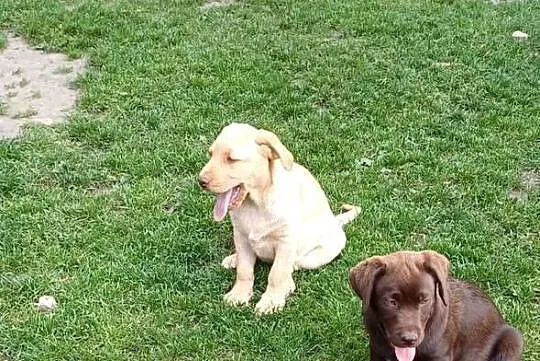 Szczenięta Labrador Retriever, czekoladowe, biszkoptowy, Świętokrzyskie, Jaworznia