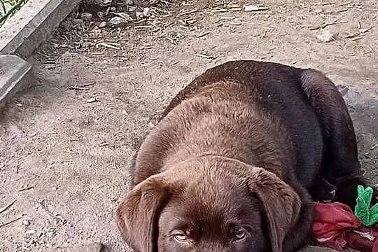 Szczenięta Labrador Retriever, czekoladowe, biszkoptowy, Świętokrzyskie, Jaworznia