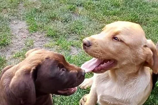 Szczenięta Labrador Retriever, czekoladowe, biszkoptowy, Świętokrzyskie, Jaworznia