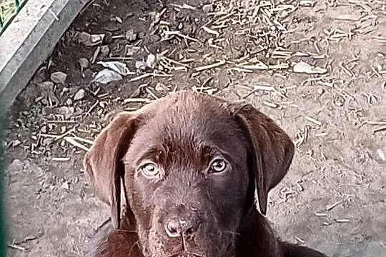 Szczenięta Labrador Retriever, czekoladowe, biszkoptowy, Świętokrzyskie, Jaworznia