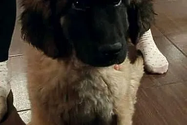 Leonberger szczeniak, suczka, ZKwP/FCI