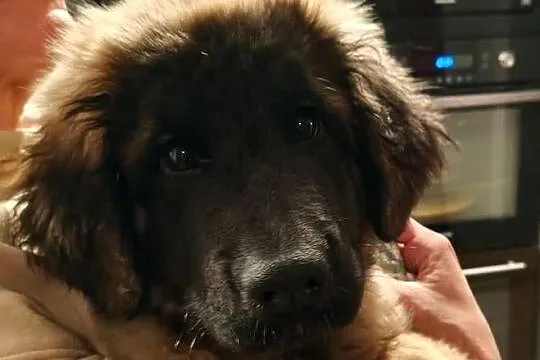 Leonberger szczeniak, suczka, ZKwP/FCI, Łódzkie, Chociszew