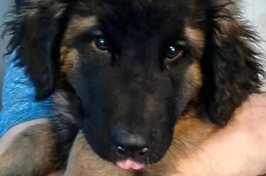 Leonberger szczeniak, suczka, ZKwP/FCI, Łódzkie, Chociszew