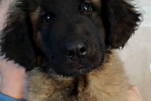 Leonberger szczeniak, suczka, ZKwP/FCI, Łódzkie, Chociszew