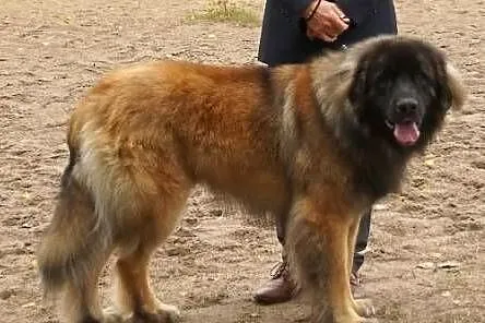 Leonberger szczeniak, suczka, ZKwP/FCI, Łódzkie, Chociszew