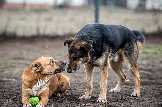 Adoptuj mnie a miłość co dam Leo, Kraków, Małopolskie, Kraków