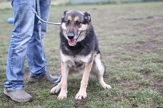 Adoptuj mnie a miłość co dam Leo, Kraków, Małopolskie, Kraków