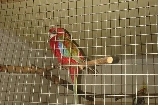 Rozella białolica