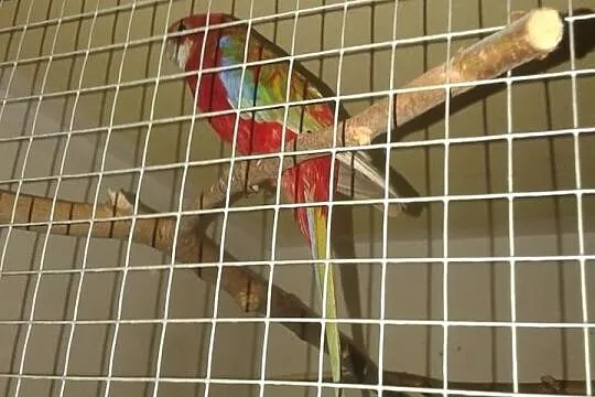 Rozella białolica