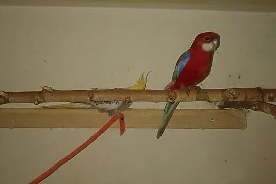 Rozella białolica