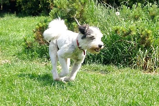 Fragles wesoły, energiczny, towarzyski mix terrier