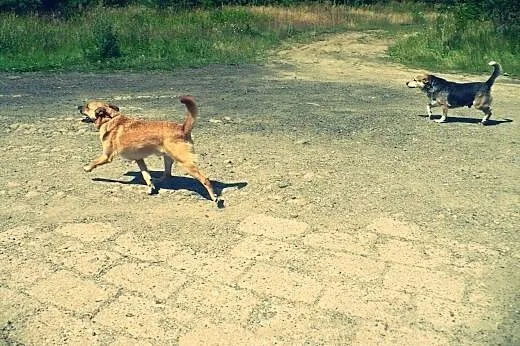 Wedel - sympatyczny rudzielec do adopcji,  wielkop