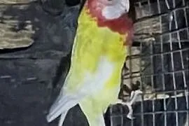 Rozella białolica
