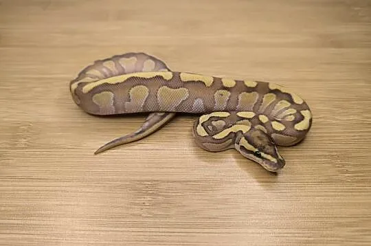 Pyton królewski Butter poss Fire het Clown