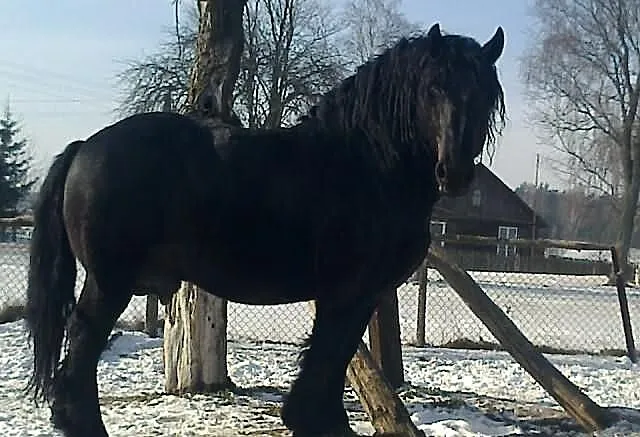 Stanówka sokólskim ogierem