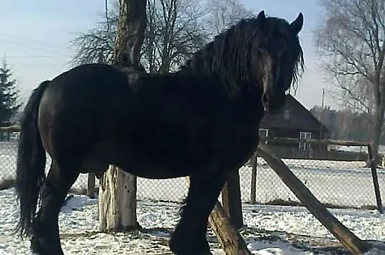 Stanówka sokólskim ogierem