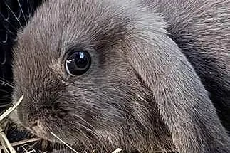 Króliki miniaturki, mini lopp