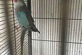 Papuga Księżniczka Wali samiec, Głowno
