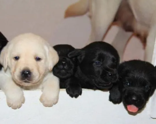 Piękne szczenięta rasy labrador szukają nowych domów, Zachodniopomorskie, Szczecin