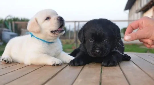 Piękne szczenięta rasy labrador szukają nowych domów, Zachodniopomorskie, Szczecin