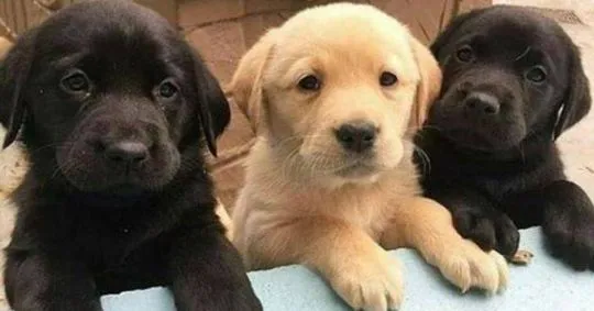 Piękne szczenięta rasy labrador szukają nowych domów, Zachodniopomorskie, Szczecin