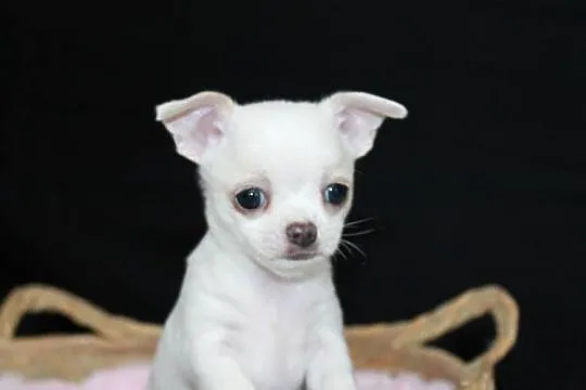 Chihuahua krótkowłosy biały chłopiec ZKwP FCI
