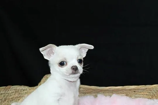 Chihuahua krótkowłosy biały chłopiec ZKwP FCI, Zachodniopomorskie, Świnoujście