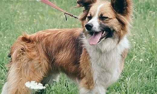 RUDOLF w typie border collie red szuka domu, mazo