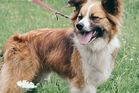 RUDOLF w typie border collie red szuka domu,  mazo