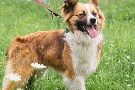 RUDOLF w typie border collie red szuka domu,  mazo