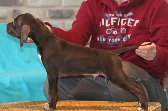 Pointer Angielski - czekoladowy piesek