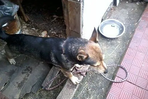 Dzeki-psi ideal do adopcji,  pomorskie Rumia