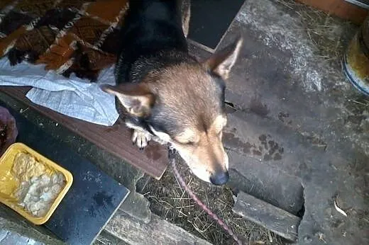 Dzeki-psi ideal do adopcji,  pomorskie Rumia