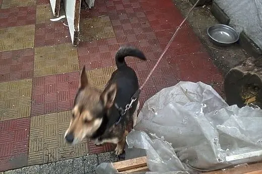Dzeki-psi ideal do adopcji,  pomorskie Rumia