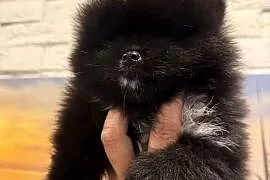 Szpic miniaturowy pomeranian boy