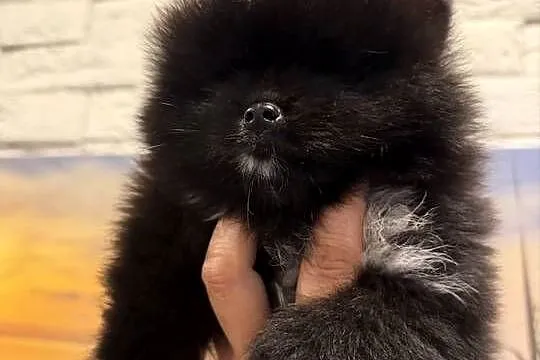 Szpic miniaturowy pomeranian boy