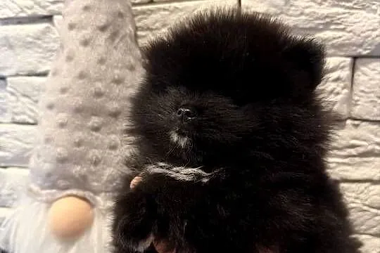 Szpic miniaturowy pomeranian boy, Śląskie, Poniszowice