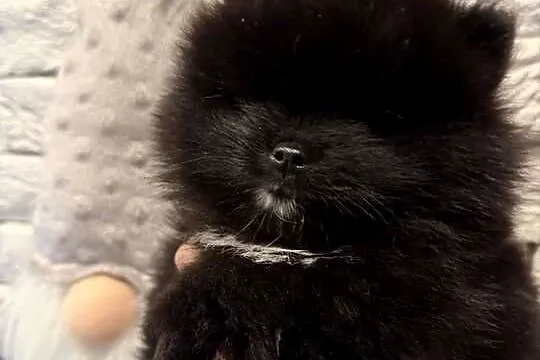 Szpic miniaturowy pomeranian boy, Śląskie, Poniszowice