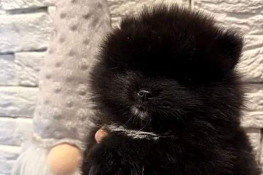 Szpic miniaturowy pomeranian boy, Śląskie, Poniszowice