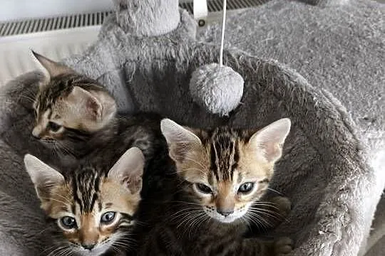 Kotki bengalskie