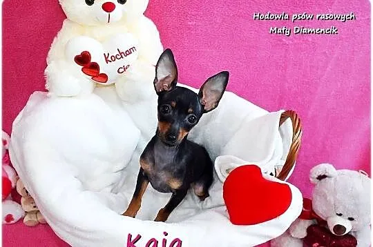 Pinczer miniaturowy (Ratlerek) Suczka KAJA z Rodowodem i Wyprawką, Lubuskie, Żary