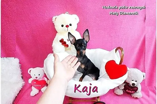Pinczer miniaturowy (Ratlerek) Suczka KAJA z Rodowodem i Wyprawką, Lubuskie, Żary