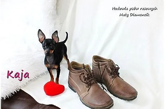 Pinczer miniaturowy (Ratlerek) Suczka KAJA z Rodowodem i Wyprawką, Lubuskie, Żary