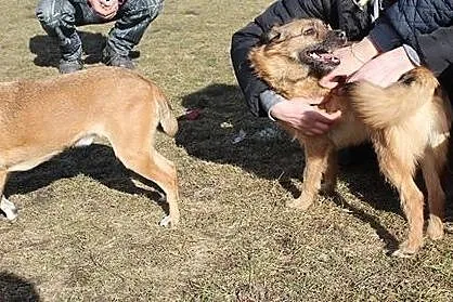 Dyzio, młody, niewielki psiak, który kocha cały św