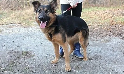 Młodziutka JAMI w typie ON szuka domu!, dolnośląs