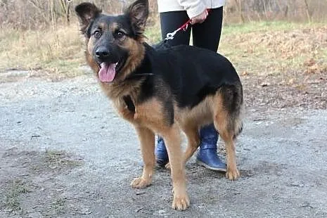 Młodziutka JAMI w typie ON szuka domu!,  dolnośląs